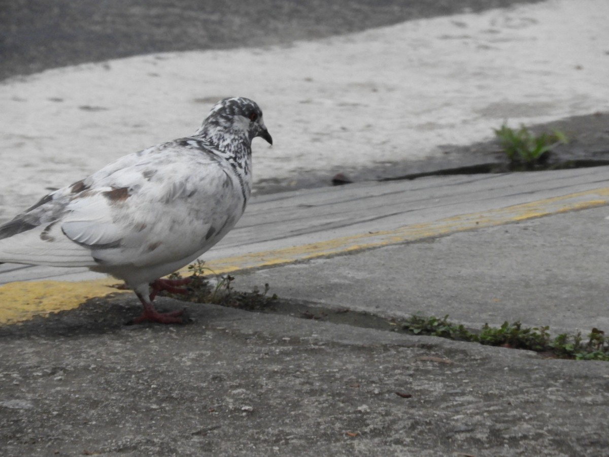 Rock Pigeon (Feral Pigeon) - ML613855791