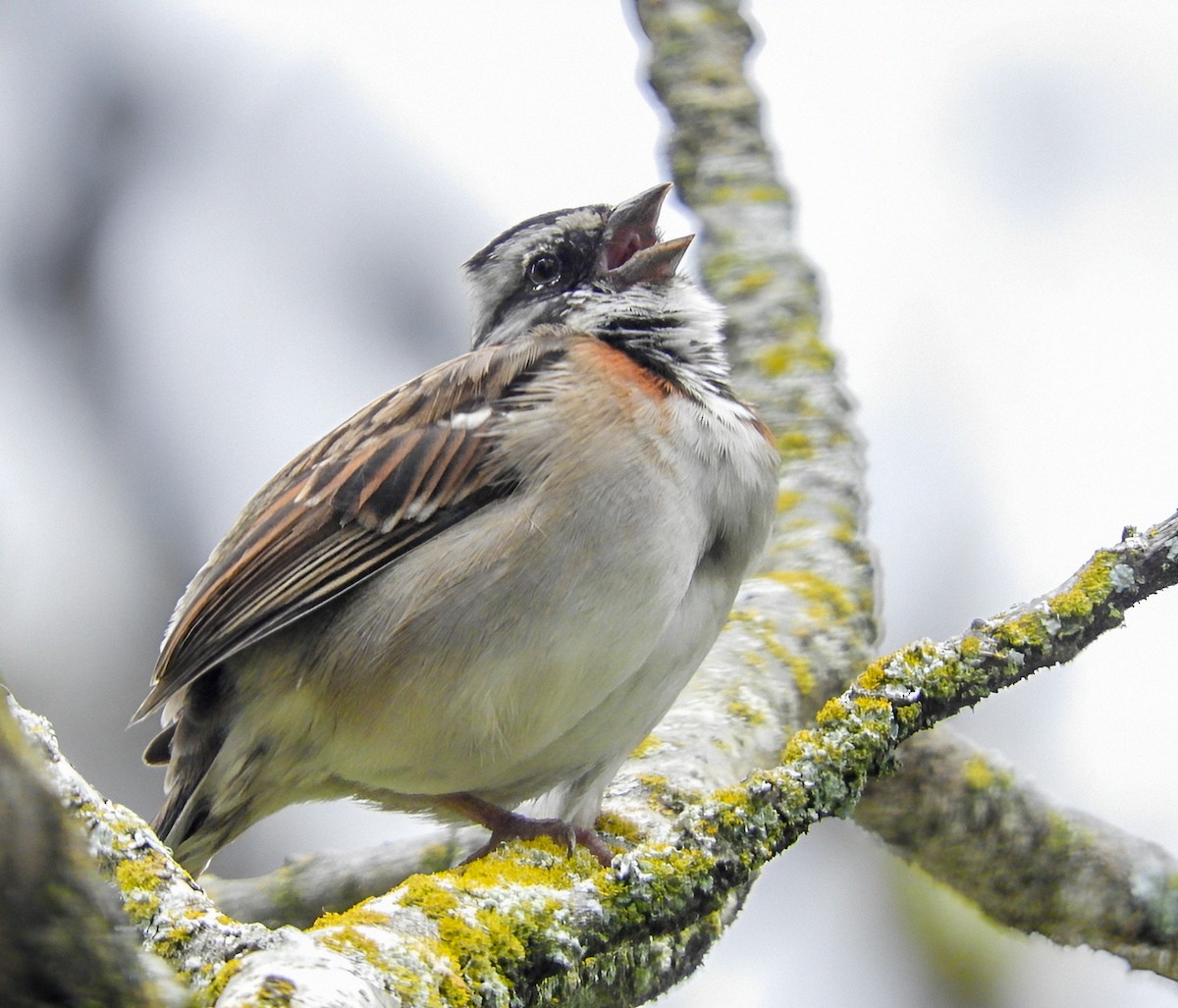 Rufous-collared Sparrow - ML613855852