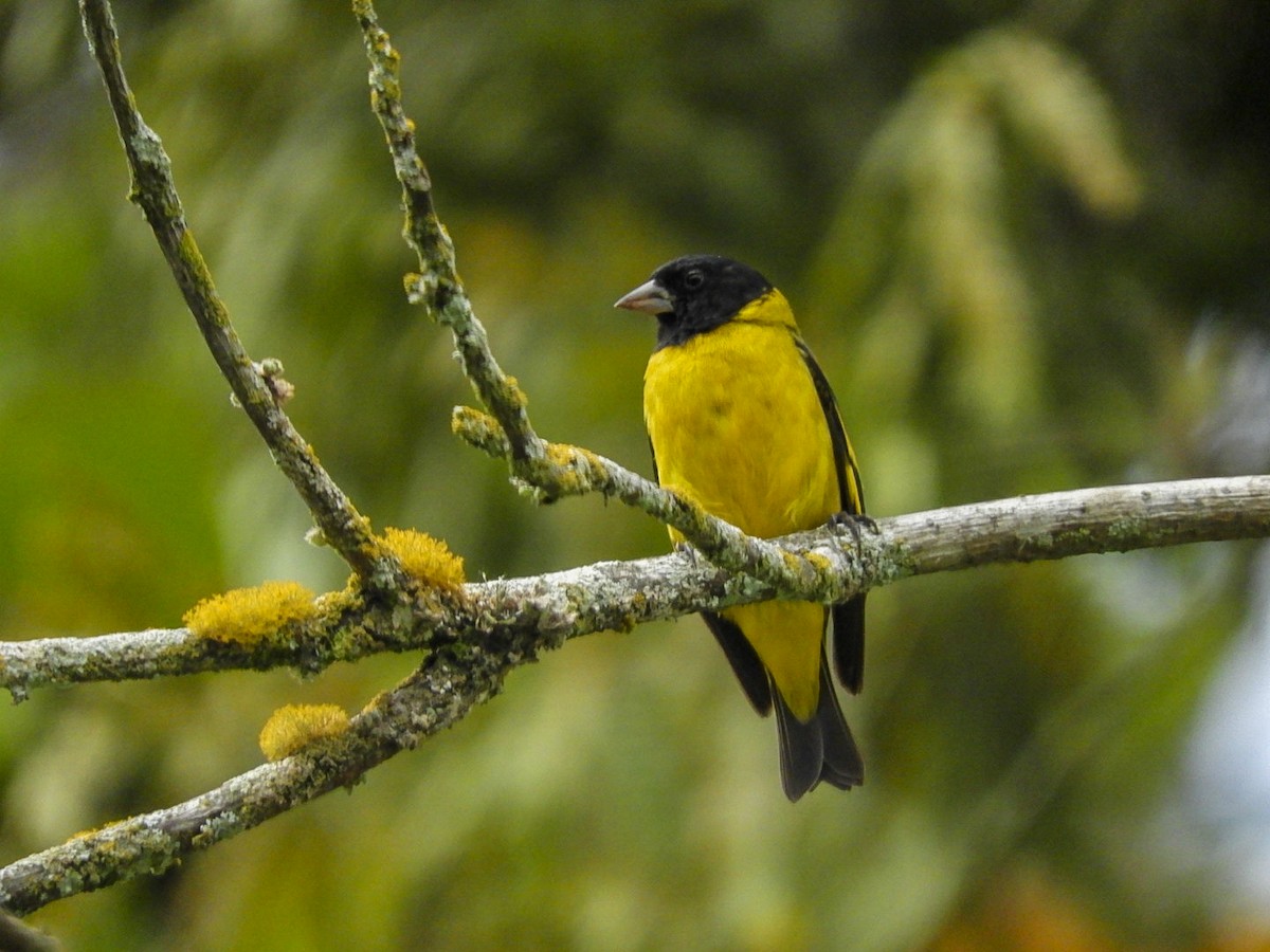 Hooded Siskin - ML613855860