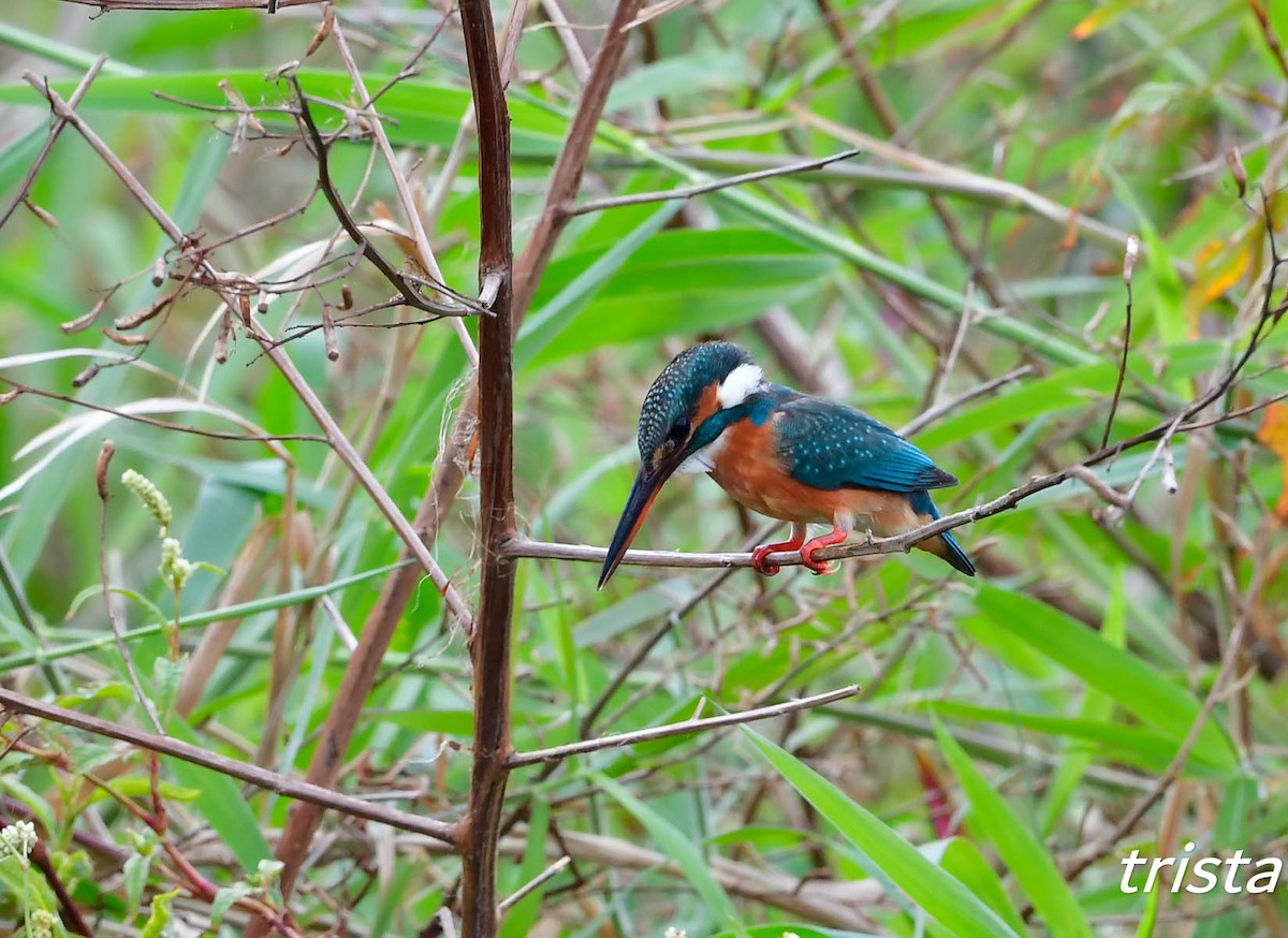 Common Kingfisher - 翠娟 鞠