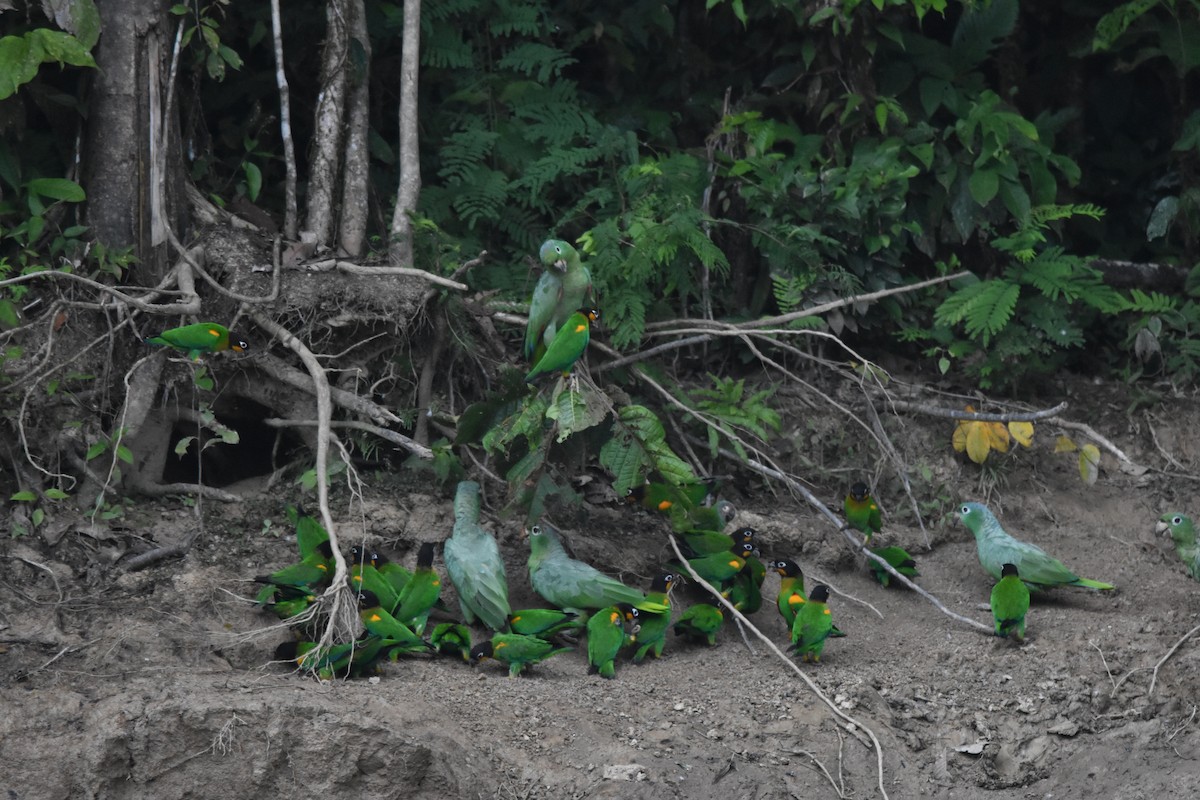 Orange-cheeked Parrot - ML613855998