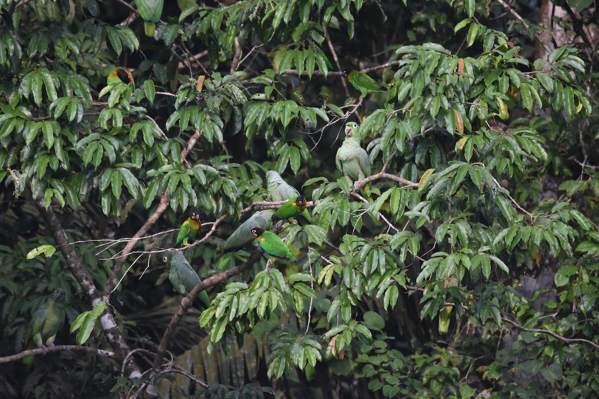 Mealy Parrot - Jefferson  Morales