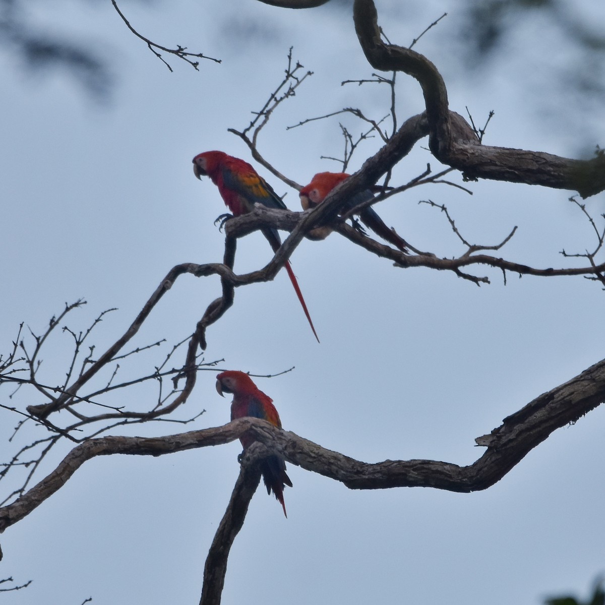 Scarlet Macaw - ML613856017