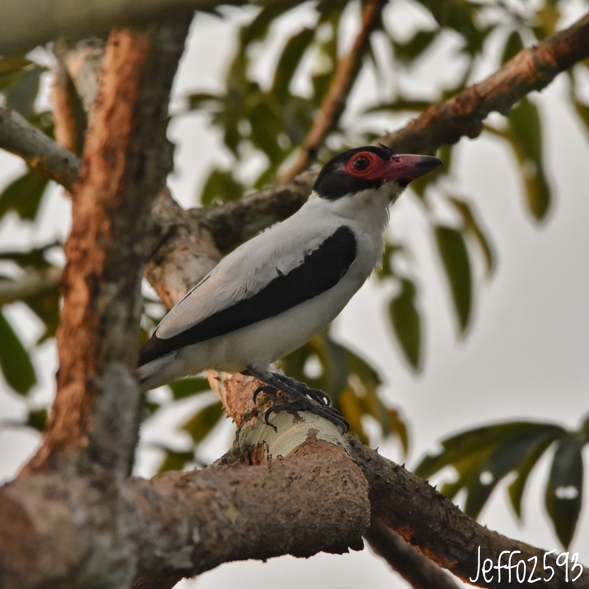 Black-tailed Tityra - ML613856027