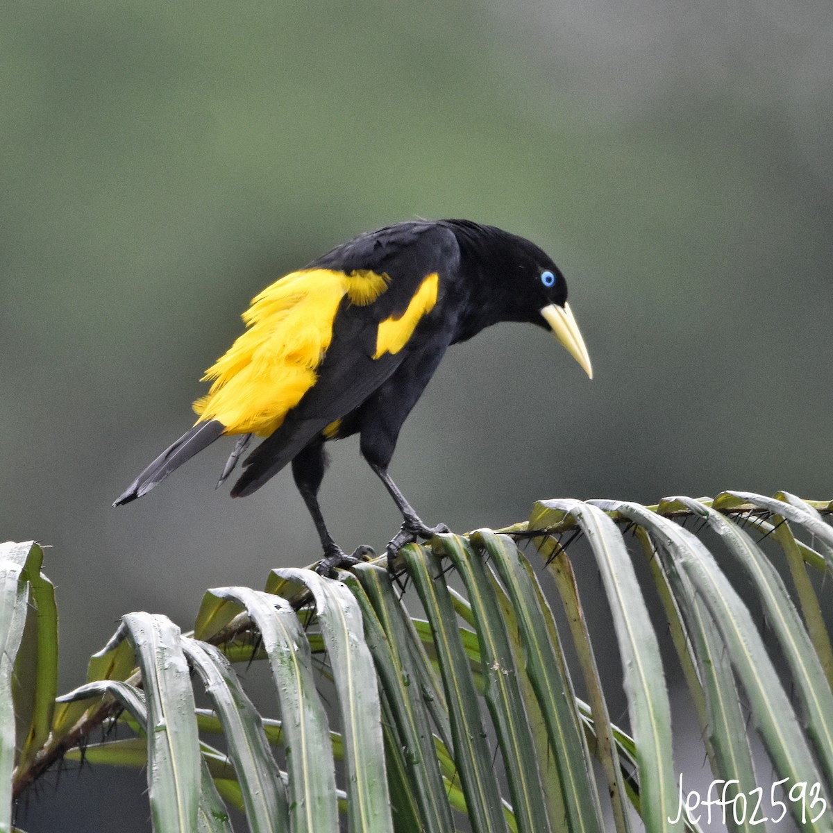 Yellow-rumped Cacique (Amazonian) - ML613856047