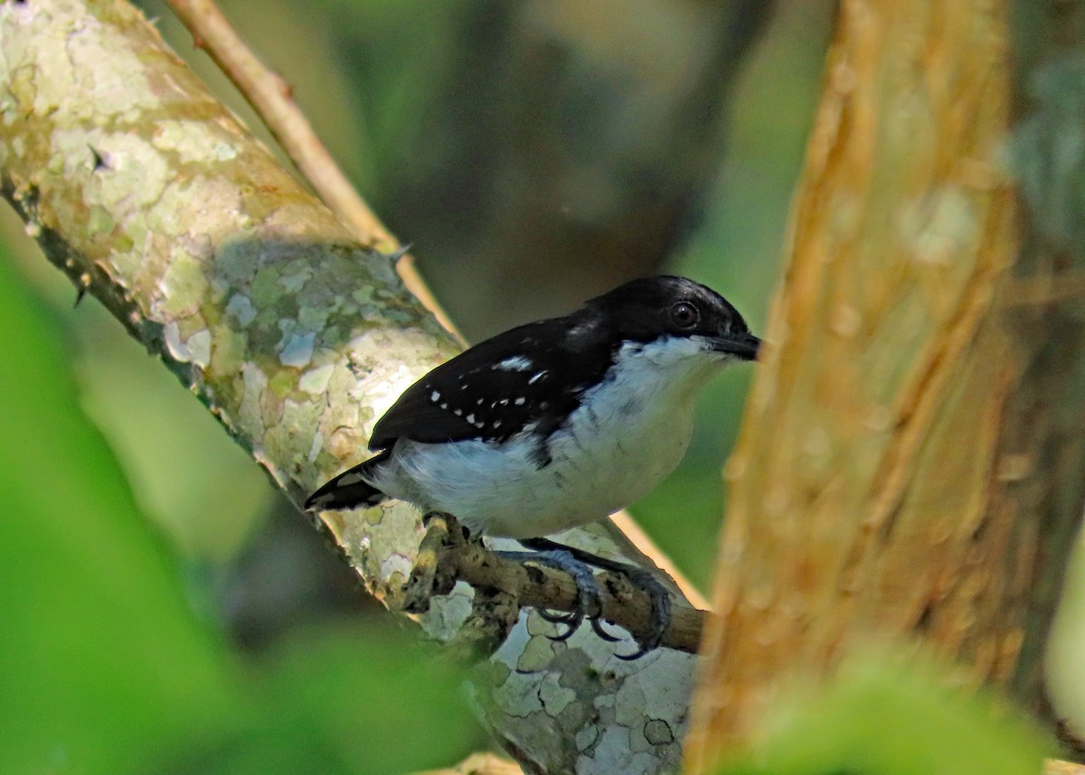 Black-and-white Antbird - Peter Leth