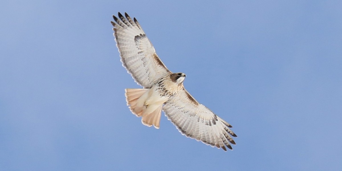 Red-tailed Hawk - James Kerner