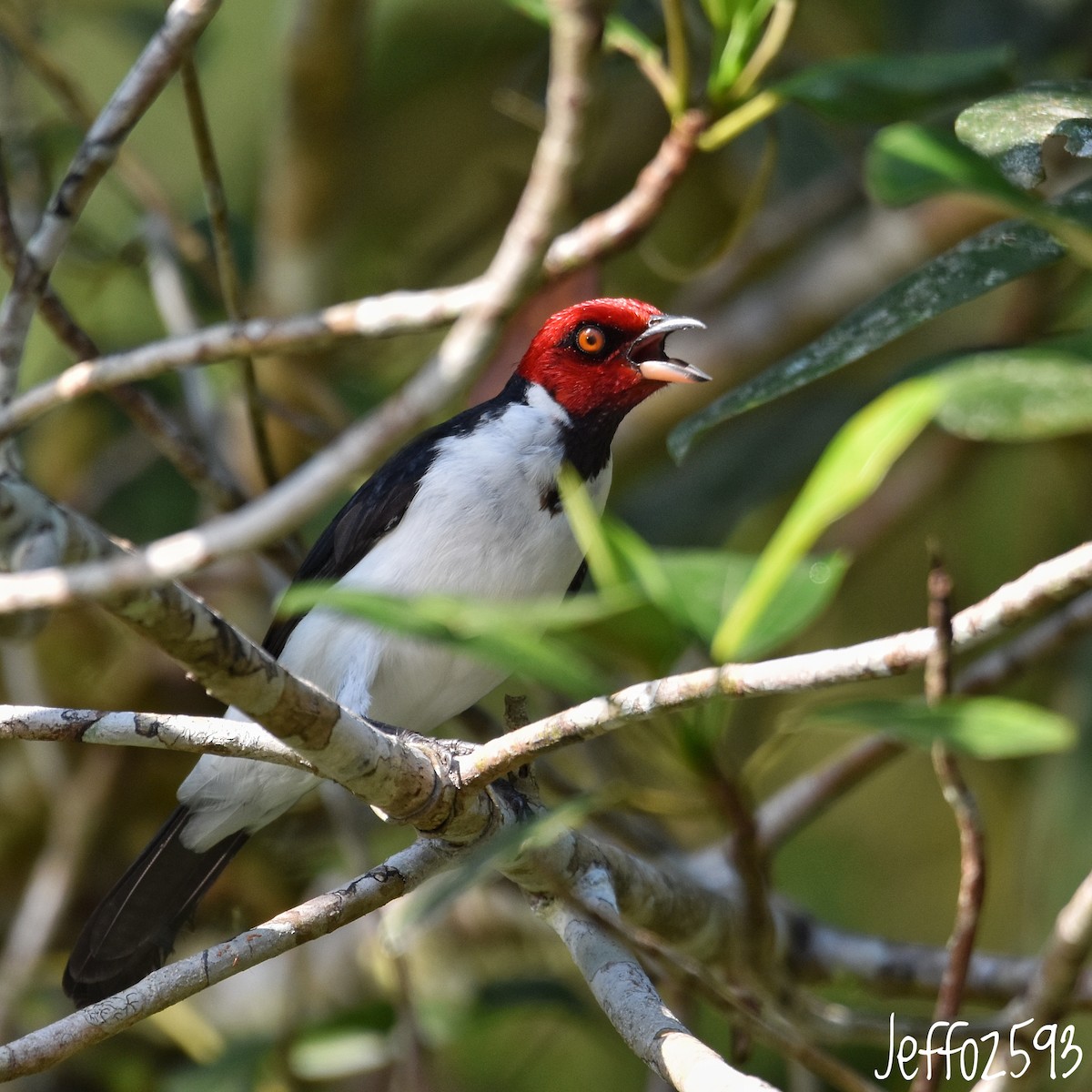 Red-capped Cardinal (Red-capped) - ML613856141