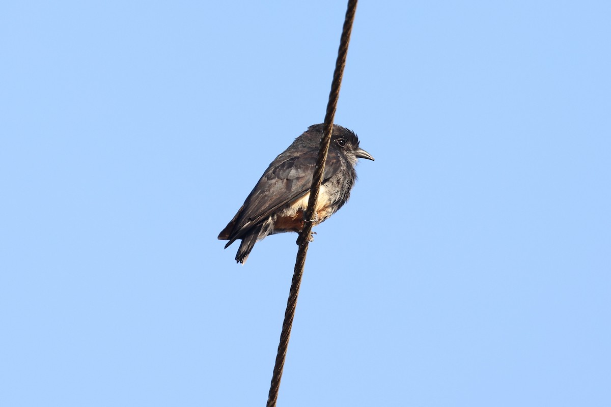 Swallow-winged Puffbird - ML613856145