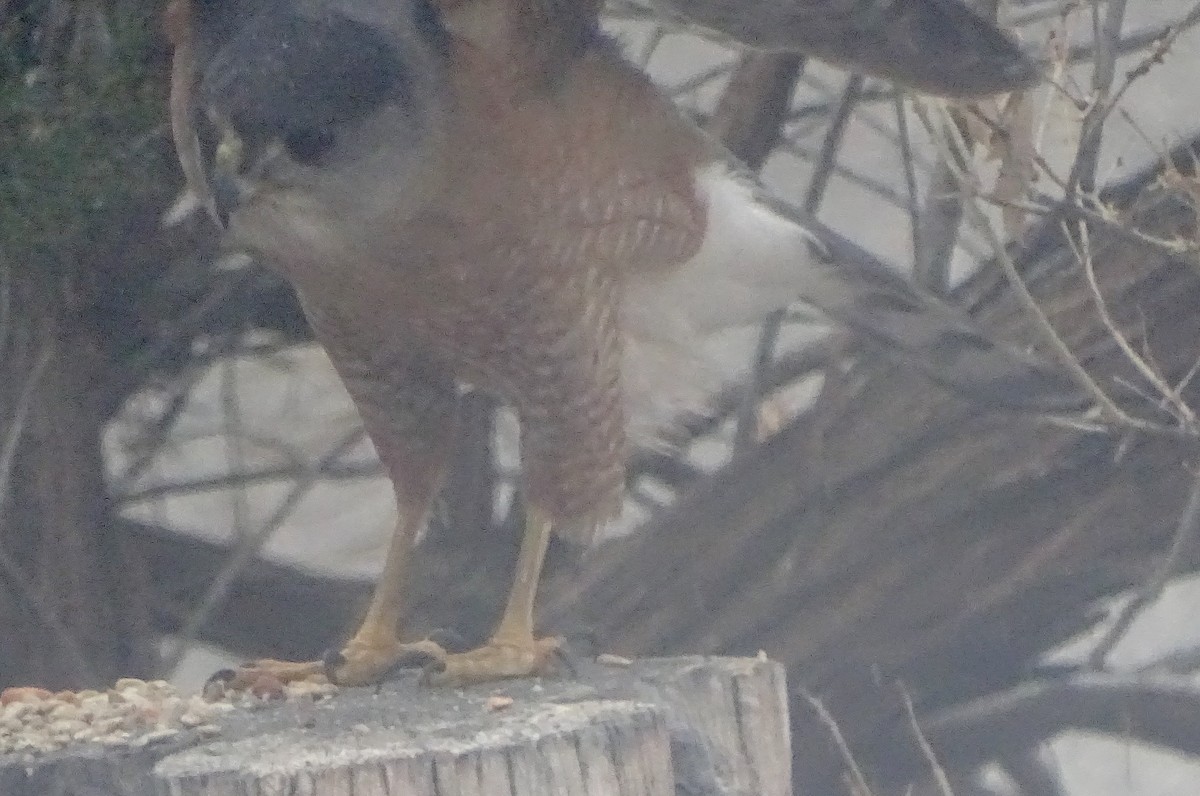 Cooper's Hawk - ML613856164