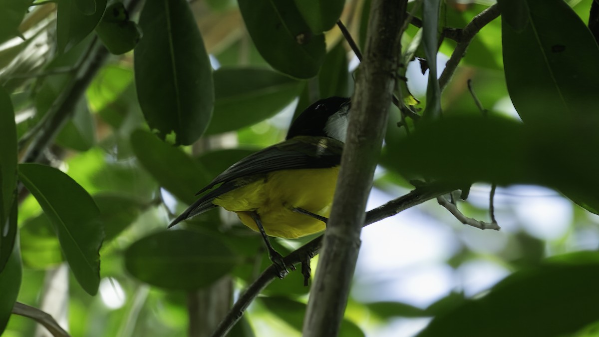 Black-tailed Whistler - Markus Craig