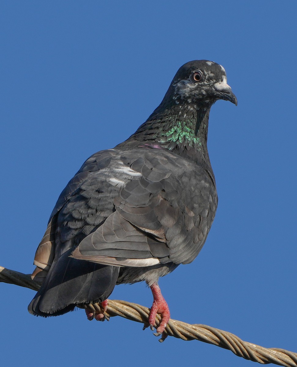 Rock Pigeon (Feral Pigeon) - ML613856284