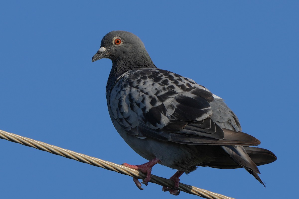 Rock Pigeon (Feral Pigeon) - ML613856285