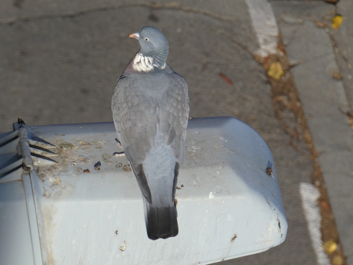 Common Wood-Pigeon - ML613856294