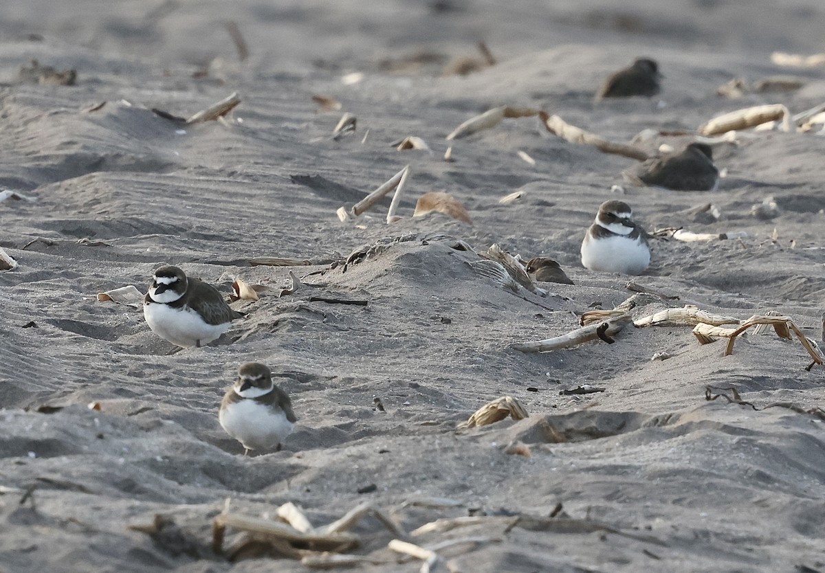 Wilson's Plover - ML613856297