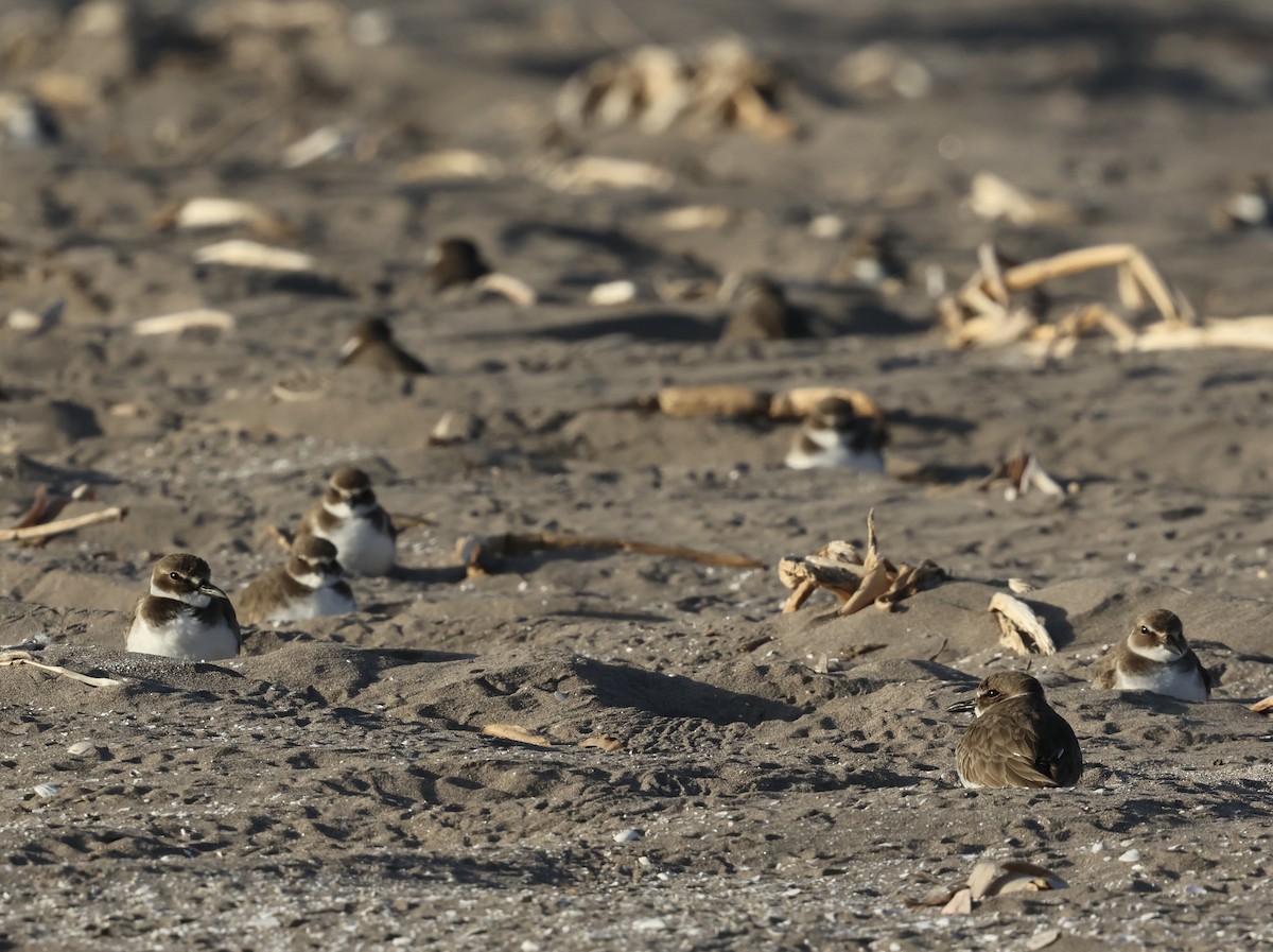 Wilson's Plover - ML613856298