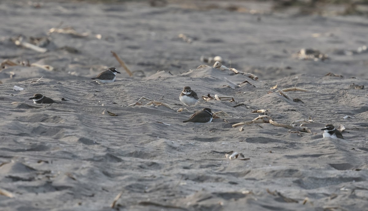 Wilson's Plover - ML613856299