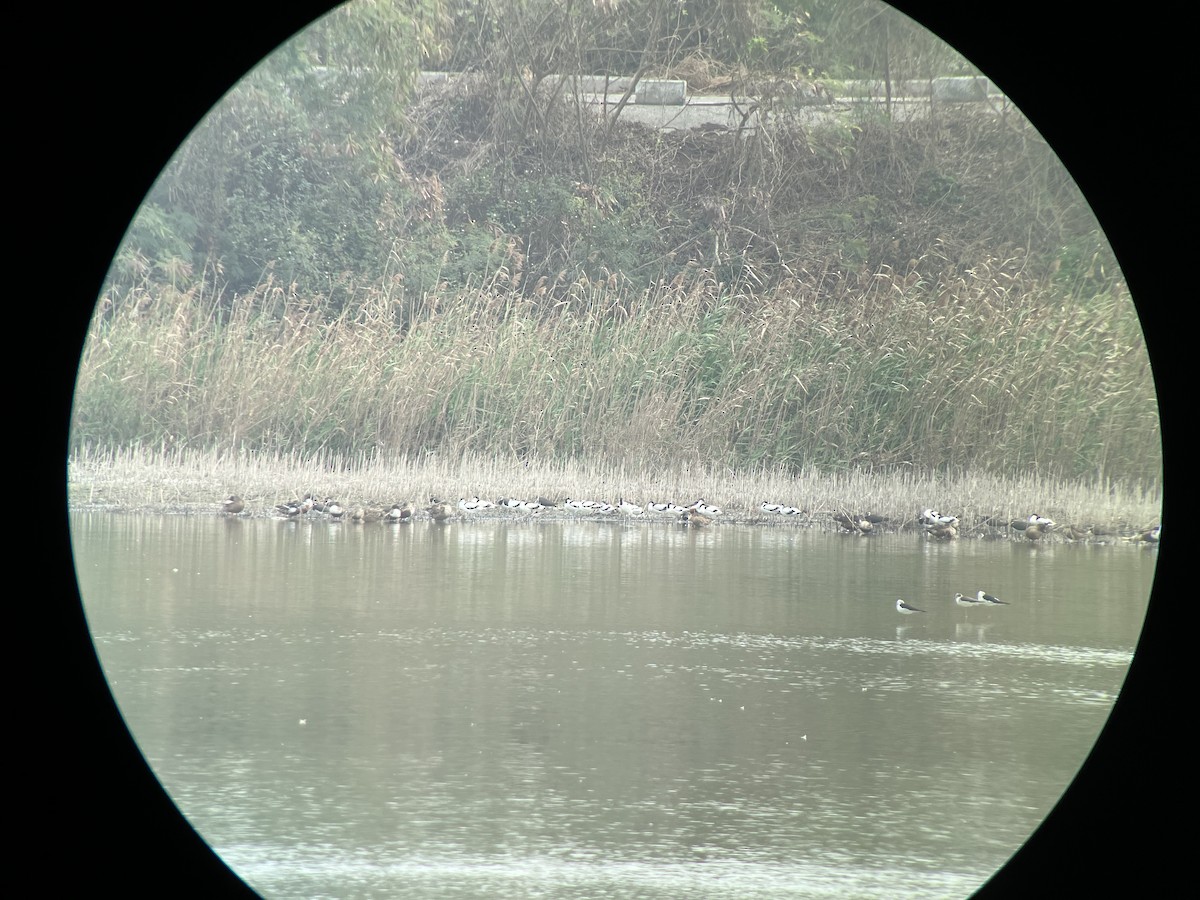 Northern Shoveler - ML613856304