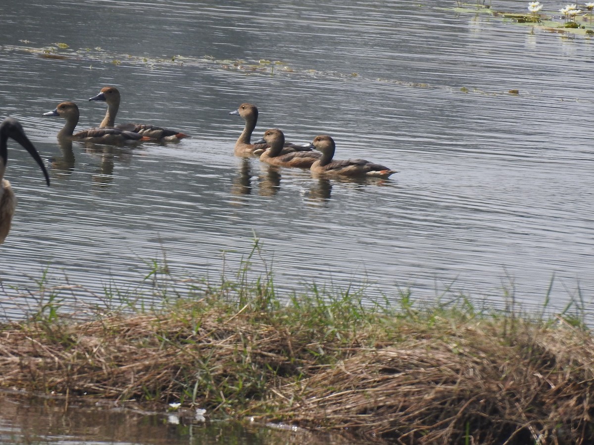 Lesser Whistling-Duck - ML613856328