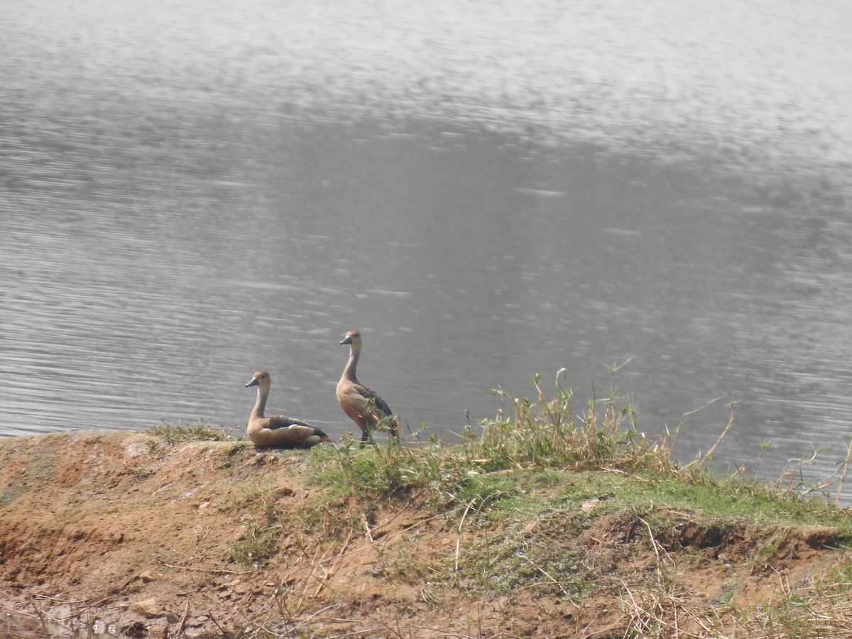 Lesser Whistling-Duck - ML613856333