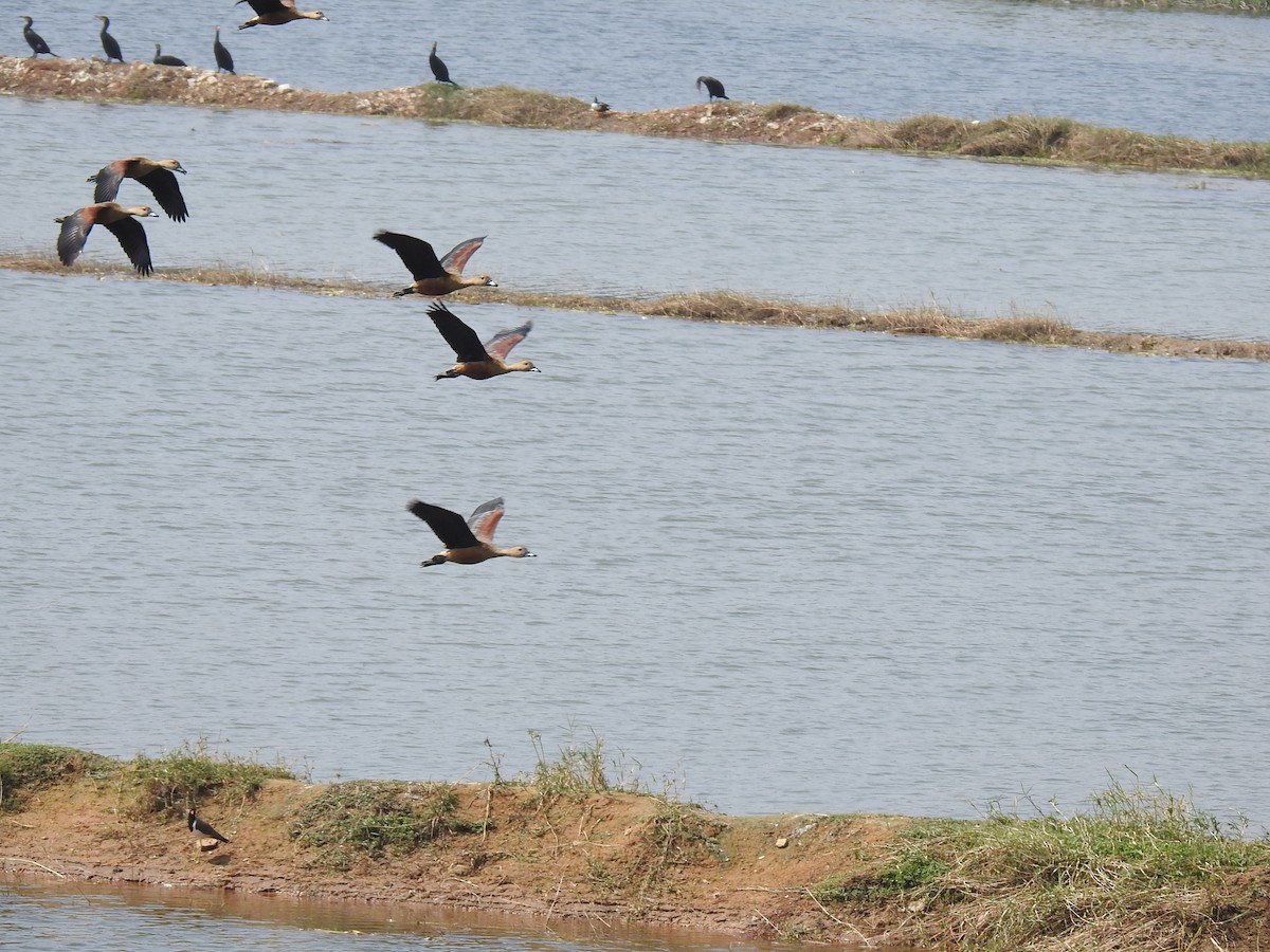 Lesser Whistling-Duck - ML613856338