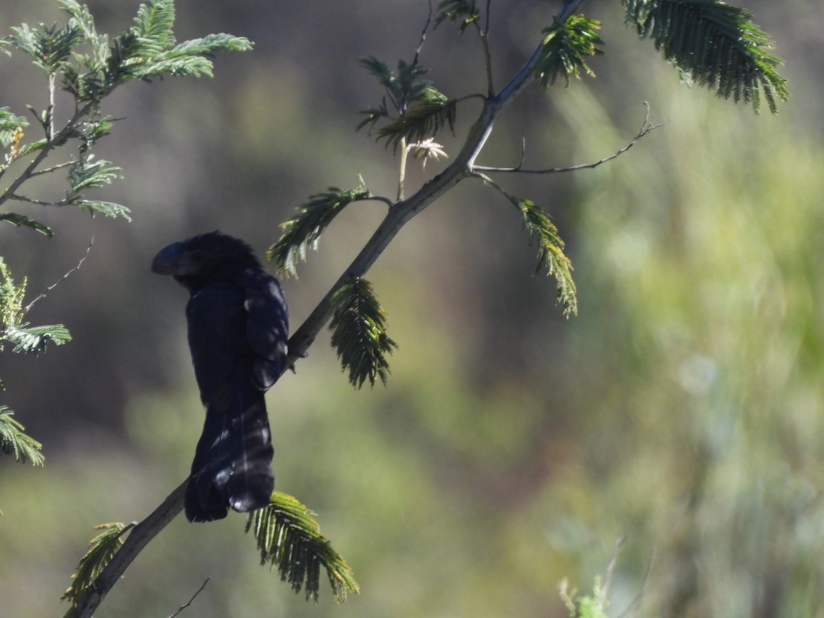 Smooth-billed Ani - ML613856378