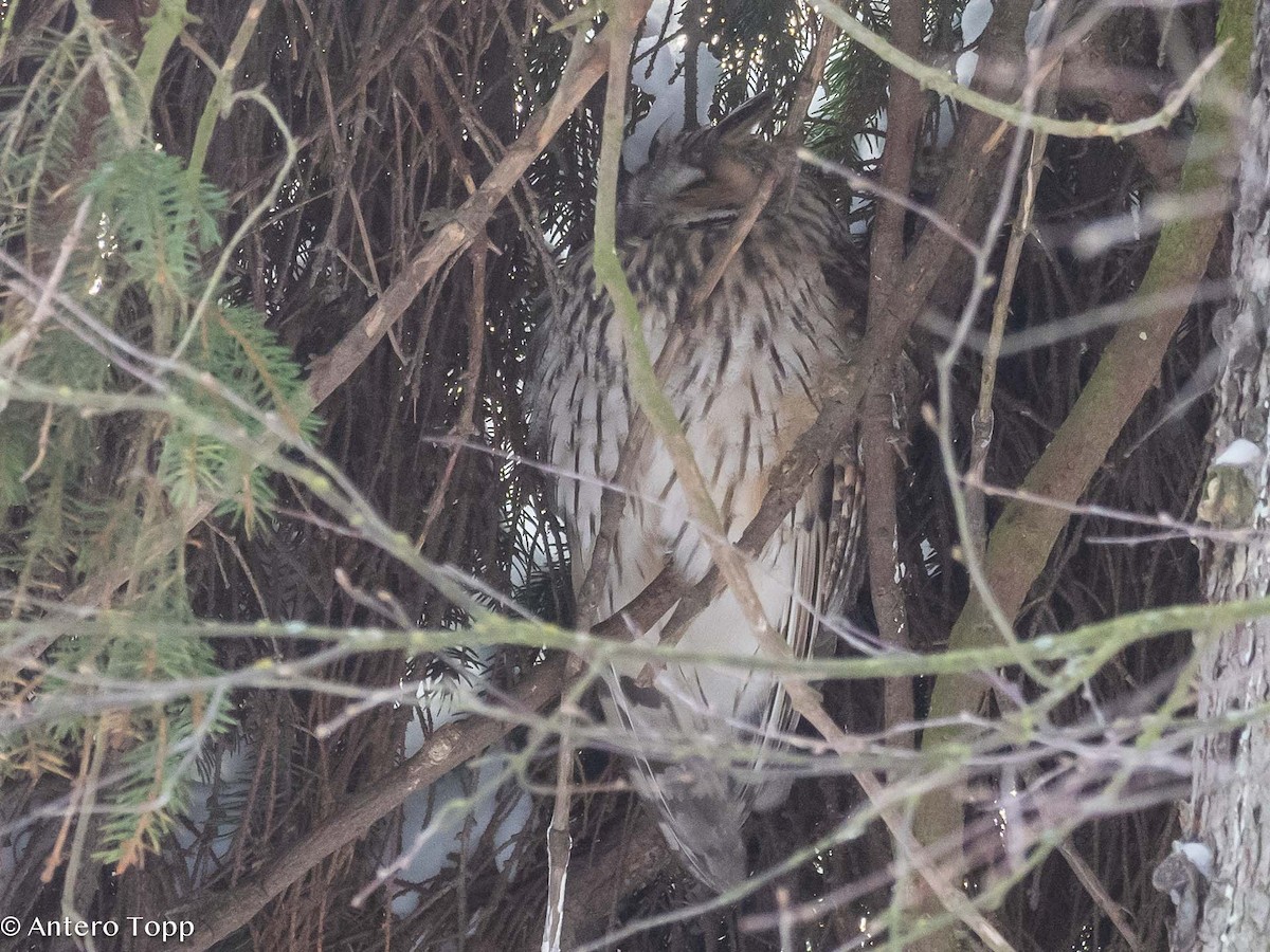 Long-eared Owl - ML613856379