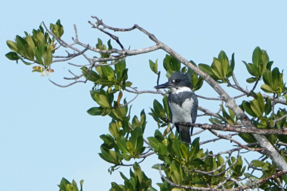 Belted Kingfisher - ML613856391