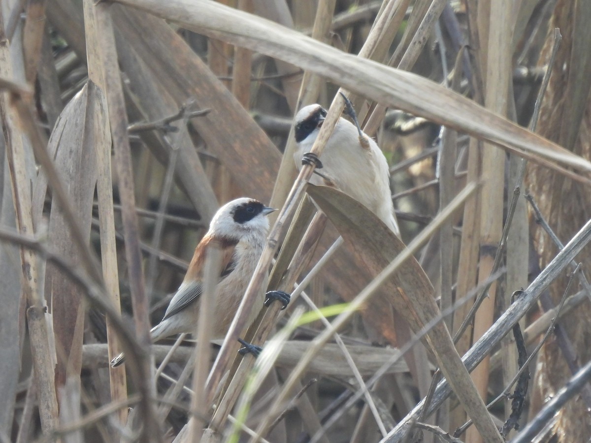 Eurasian Penduline-Tit - ML613856399