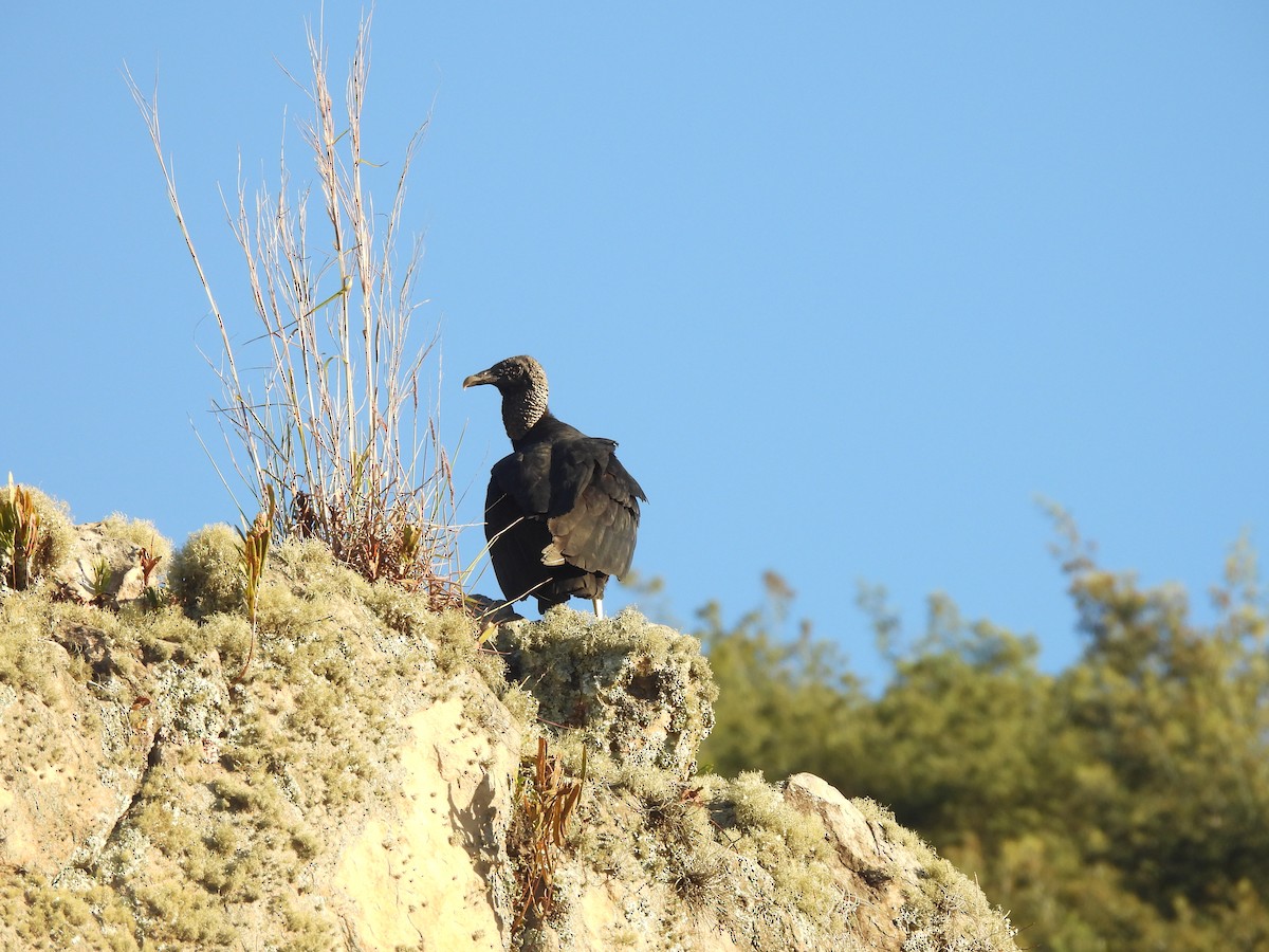 Black Vulture - ML613856408