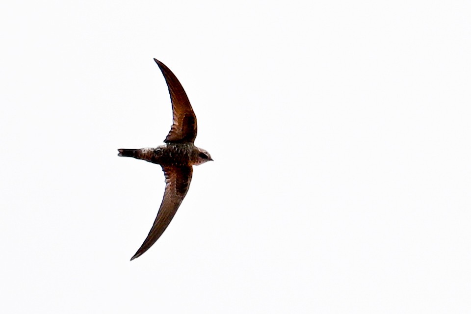 Pacific Swift - ML613856415