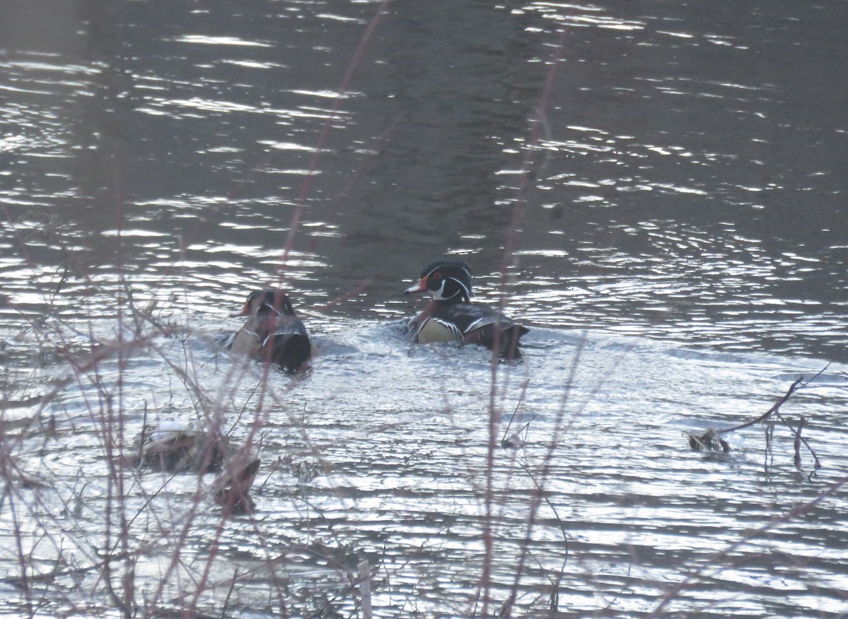 Wood Duck - Mary Ess-Why