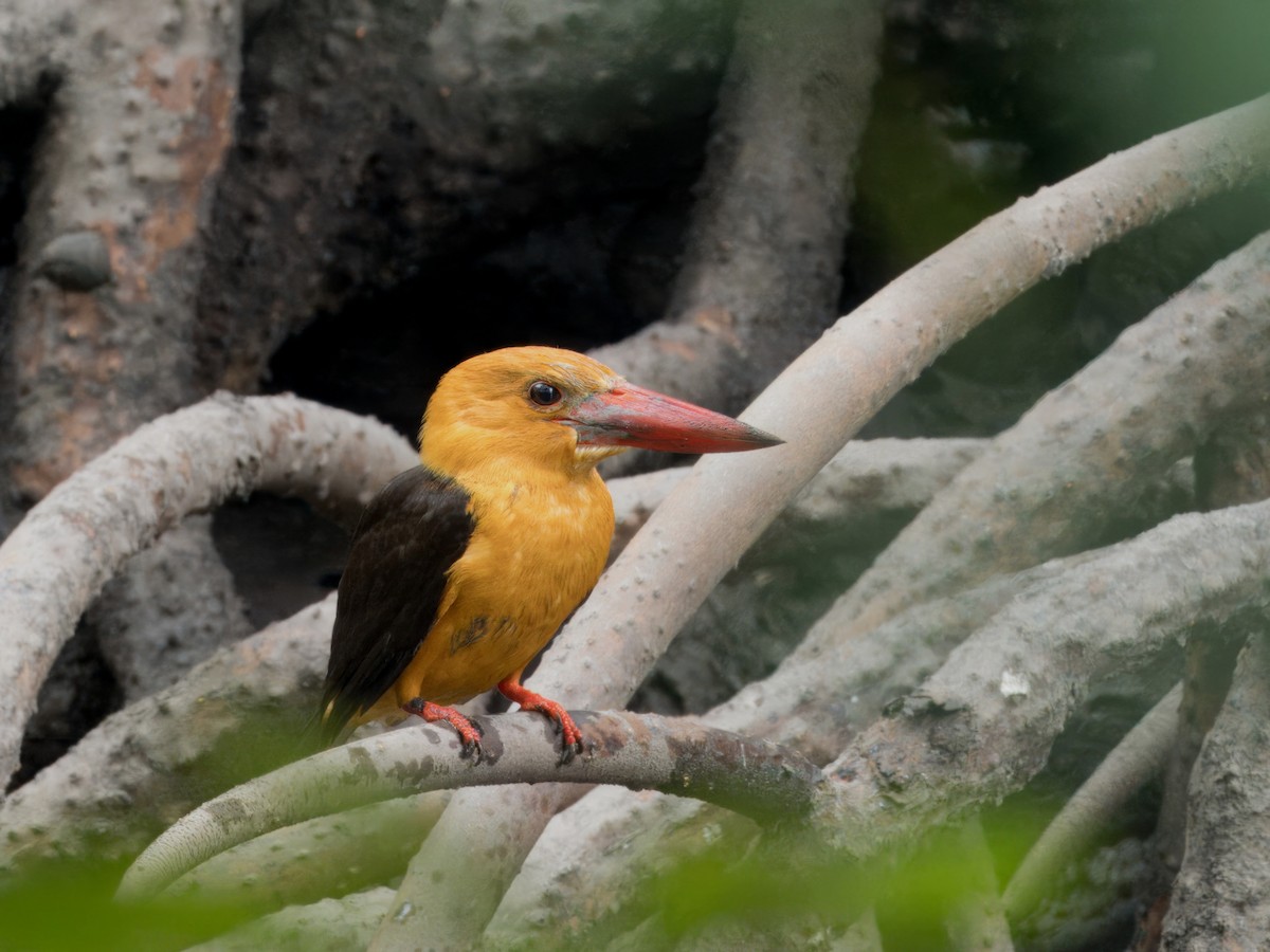 Brown-winged Kingfisher - ML613856686