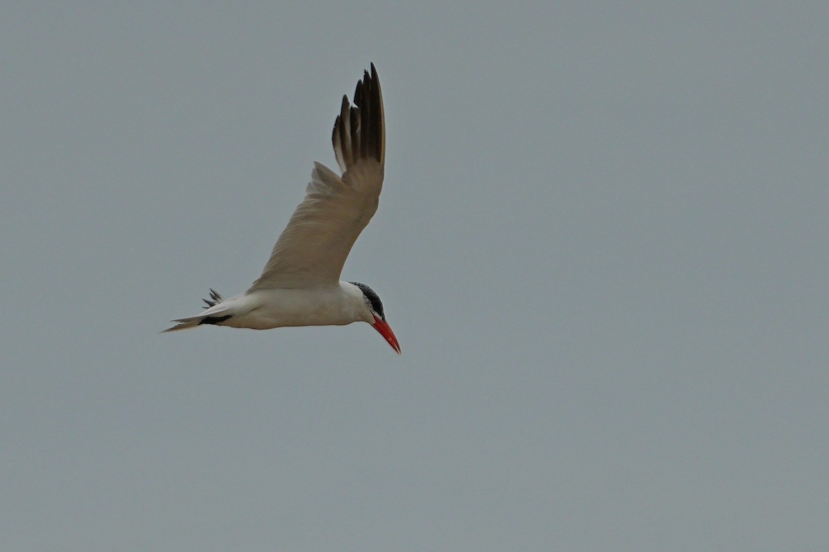 Caspian Tern - ML613856716