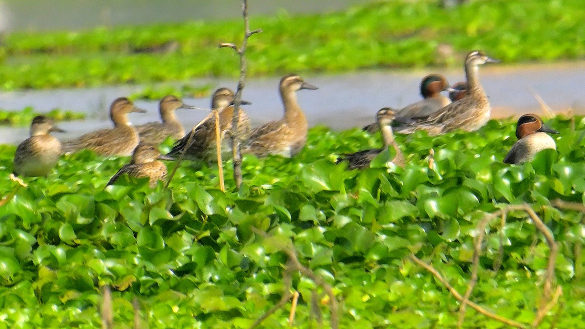 Green-winged Teal - ML613856809