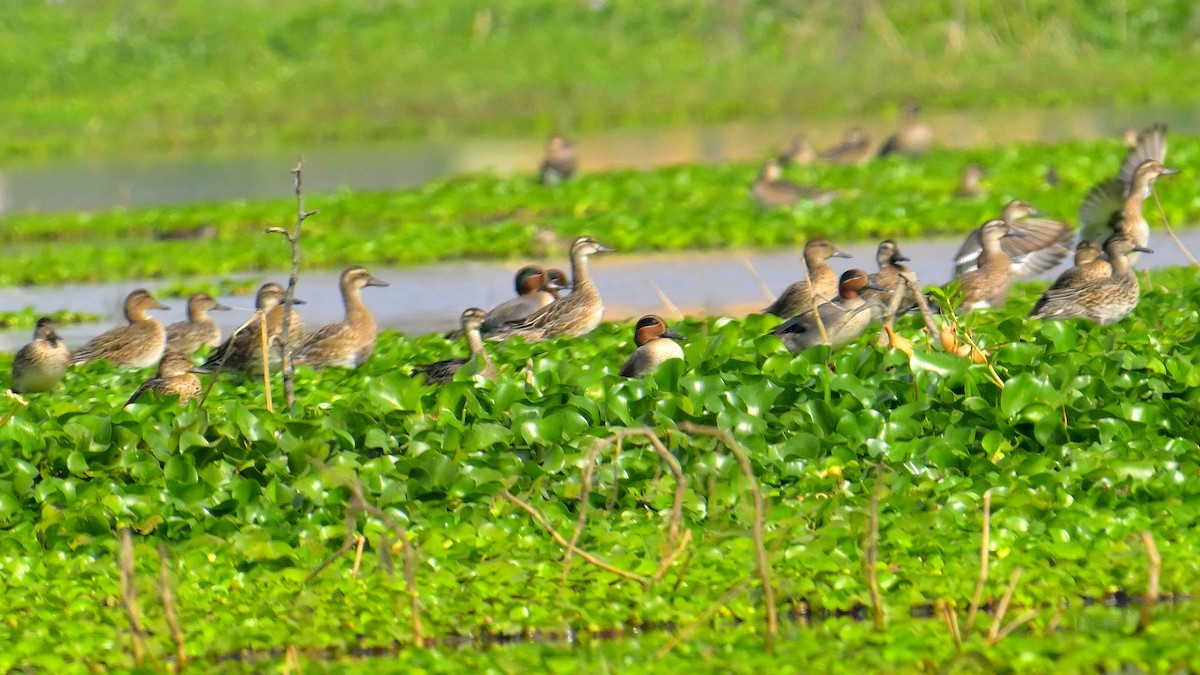 Green-winged Teal - ML613856810