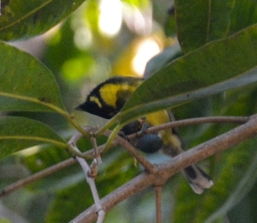Indian Yellow Tit - ML613856830