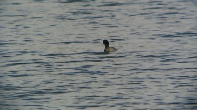 American Coot - ML613856883