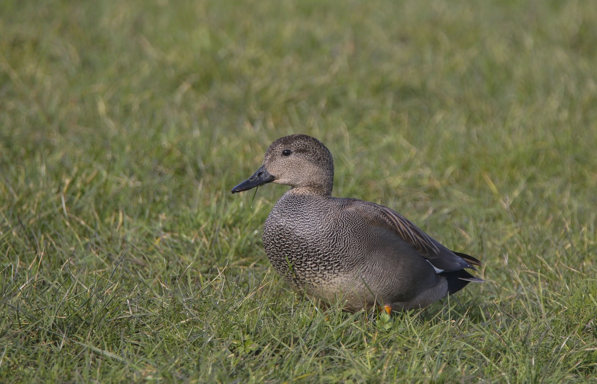 オカヨシガモ - ML613856908
