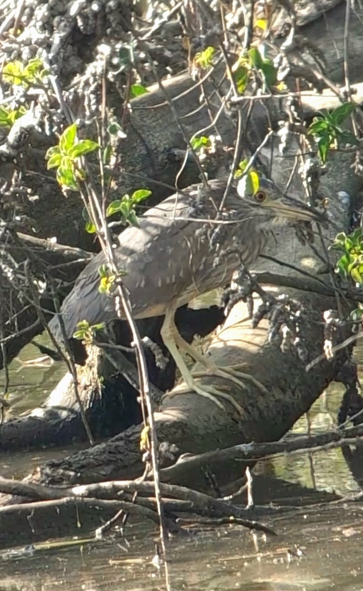 Black-crowned Night Heron - ML613856967