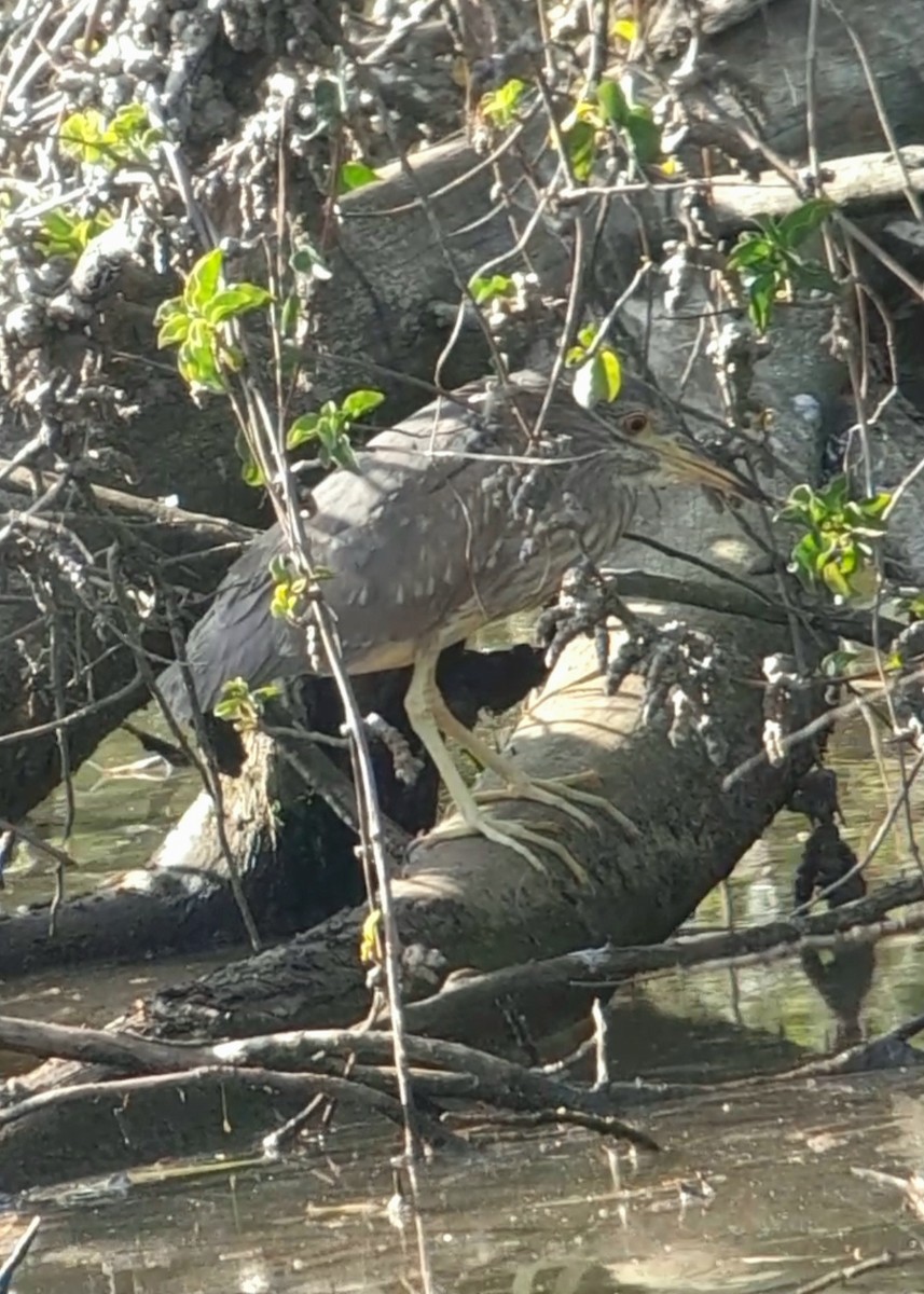 Black-crowned Night Heron - ML613856968