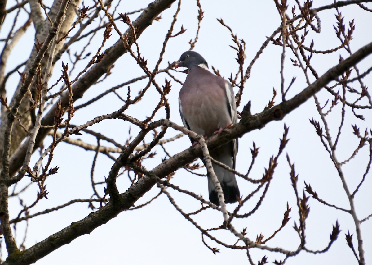 Common Wood-Pigeon - ML613857027