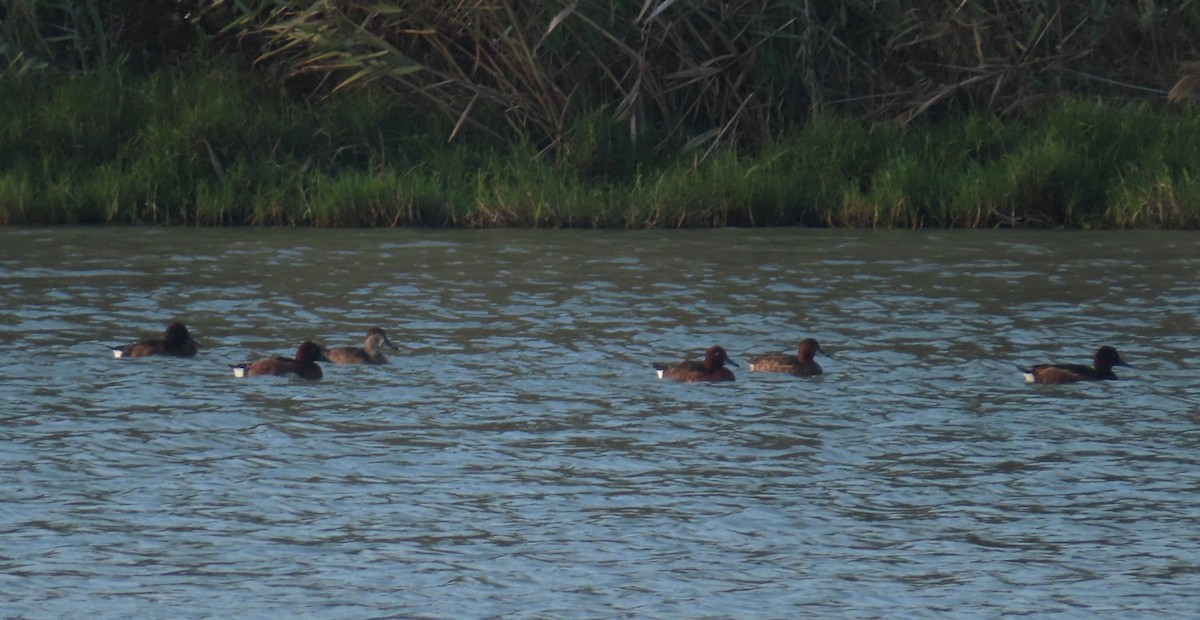 Ferruginous Duck - ML613857163