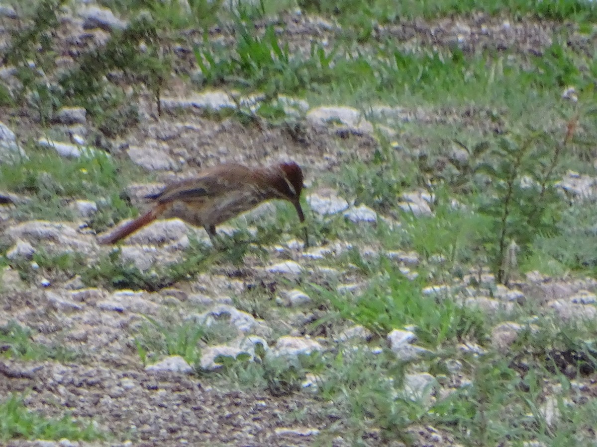 Scimitar-billed Woodcreeper - ML613857193