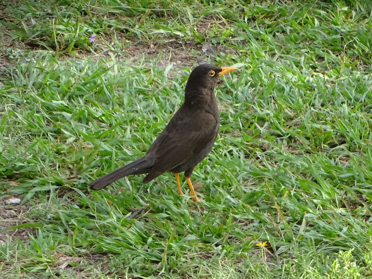 Chiguanco Thrush - ML613857222