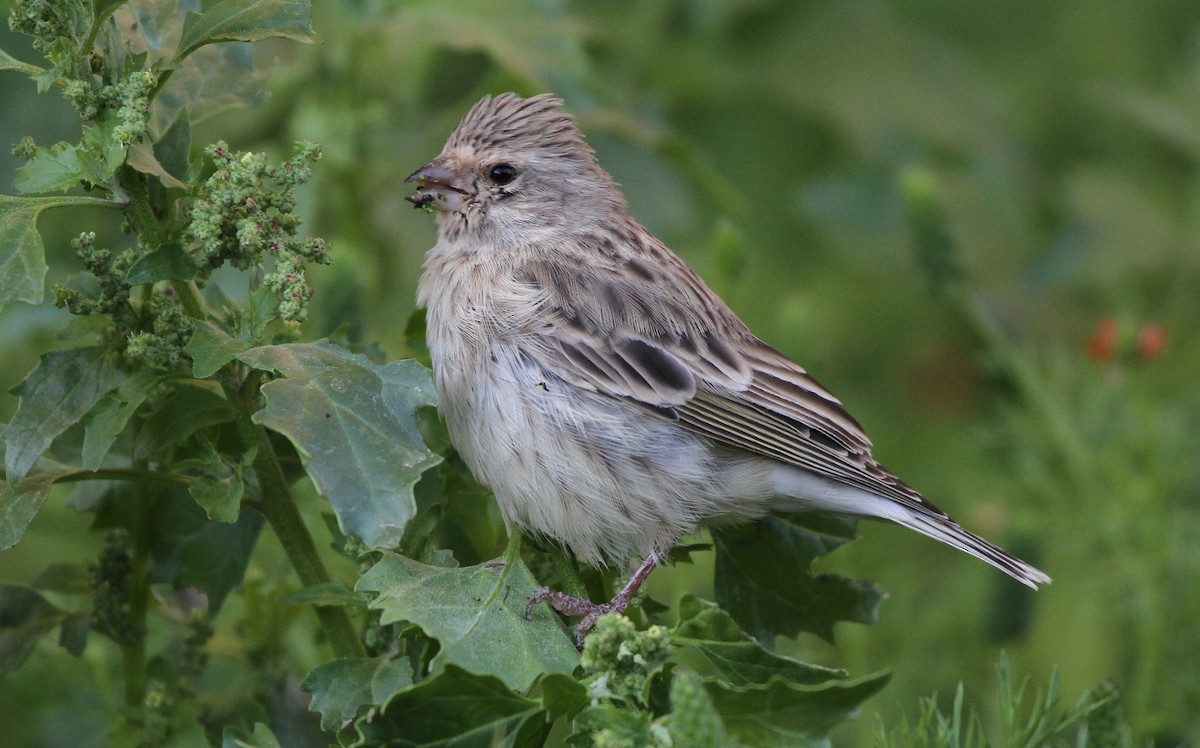 Serin à gorge noire - ML613857303