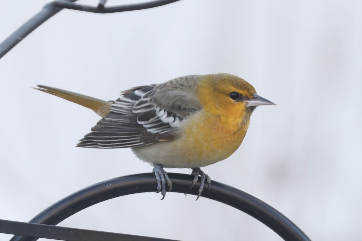 Bullock's Oriole - ML613857503