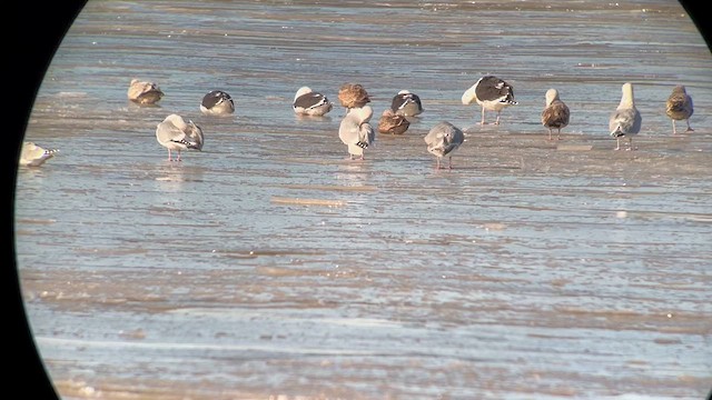 Glaucous-winged Gull - ML613857534