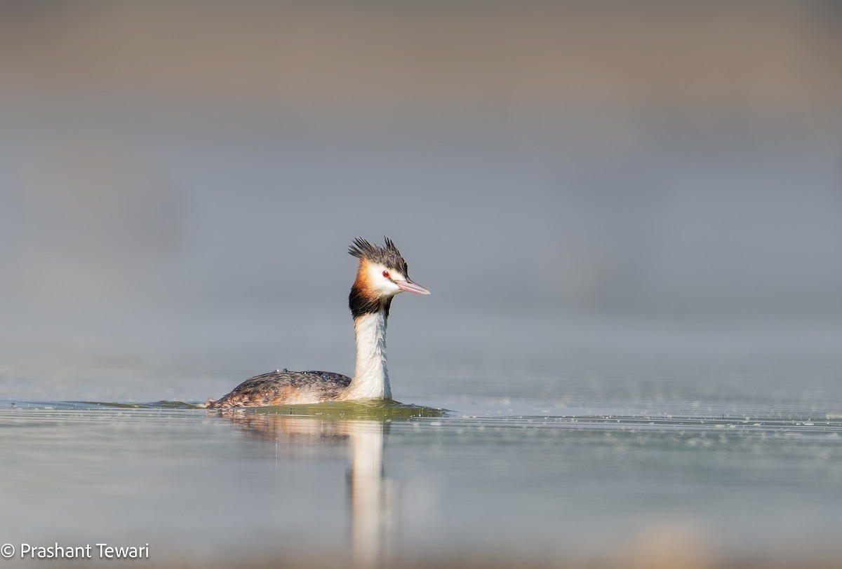 Great Crested Grebe - ML613857559
