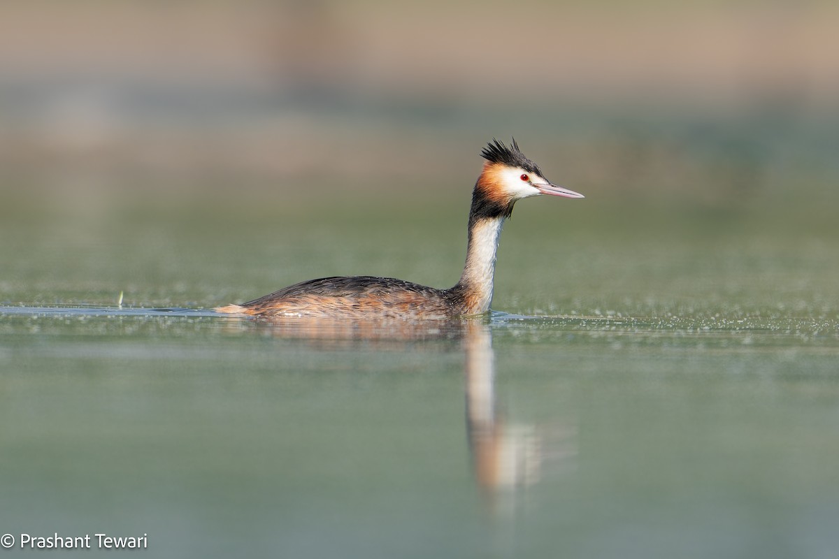Great Crested Grebe - ML613857560